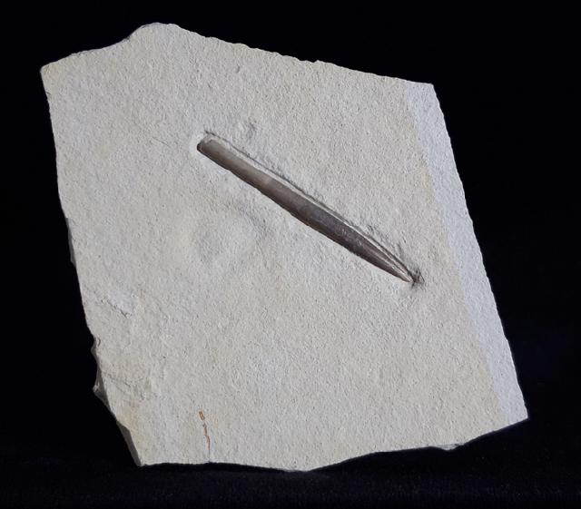 Hibolithes semisulcatus (M�NSTER 1830) - Bild &copy; FossNet FossilienStore